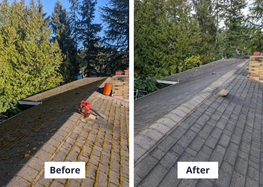 A before and after pair of the same roof beneath tall conifers