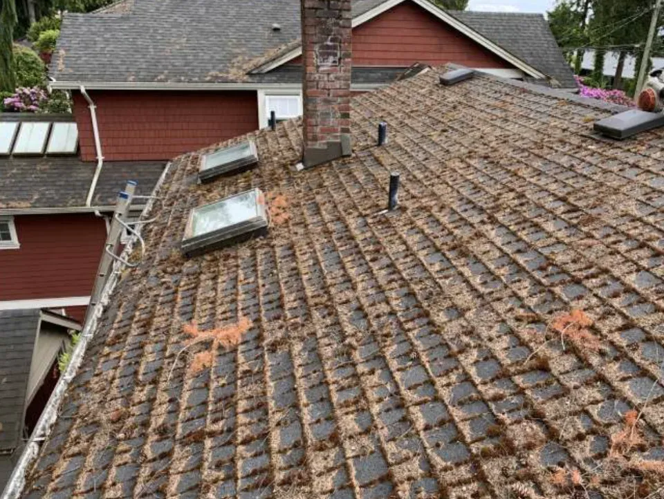 A shaded shingle roof under heavy moss and needle litter, before clearing